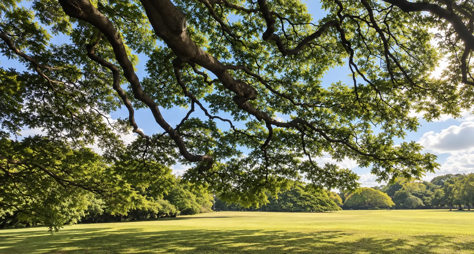 大きな木の枝の下から見た、木陰と日なたが広がる公園の芝生と青空